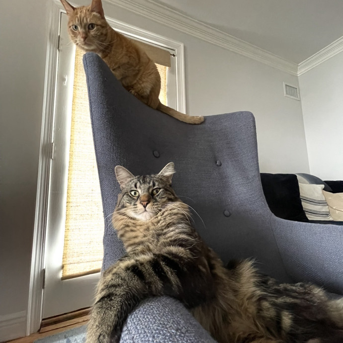 Cat Mom Of 3 And Your Kitty's New Bff