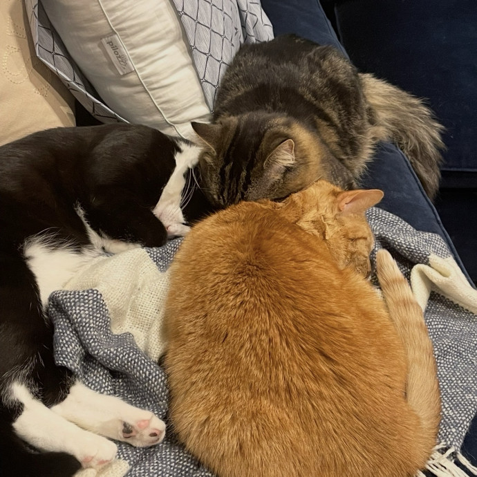 Cat Mom Of 3 And Your Kitty's New Bff