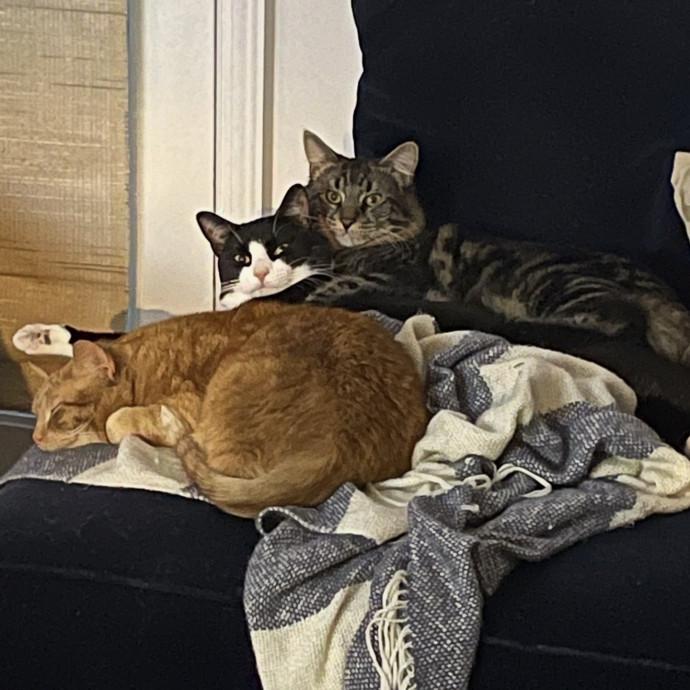 Cat Mom Of 3 And Your Kitty's New Bff photo 3