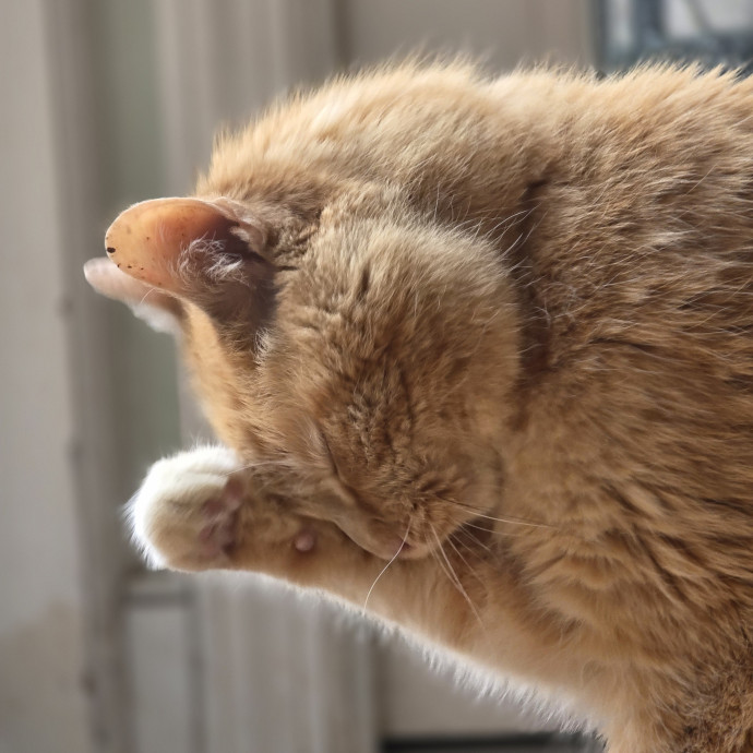 Your Cats Purr-Sonal Assistant