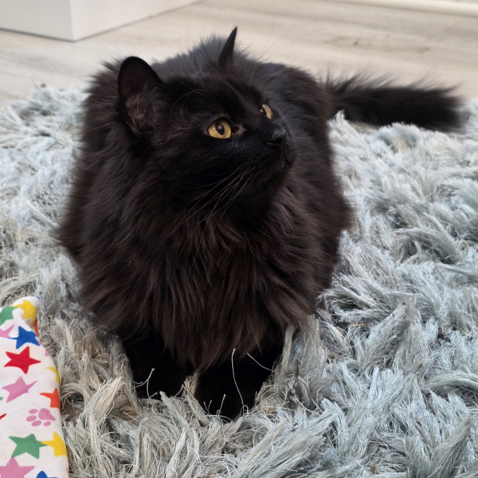 Your Cats Purr-Sonal Assistant
