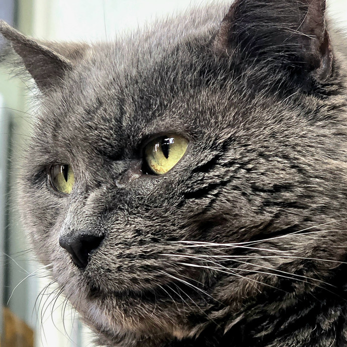 Your Cats Purr-Sonal Assistant