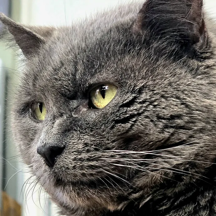 Your Cats Purr-Sonal Assistant