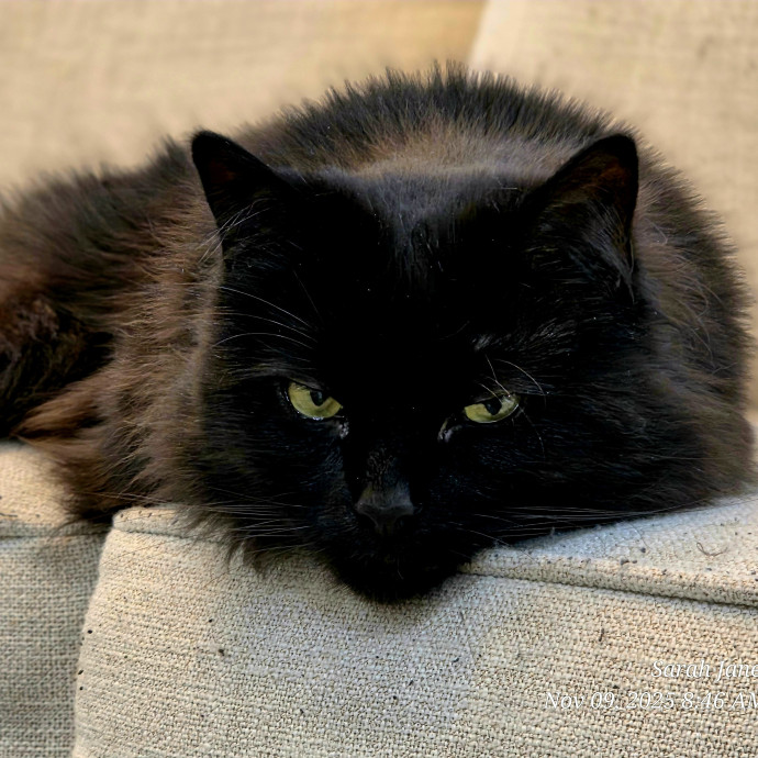 Your Cats Purr-Sonal Assistant