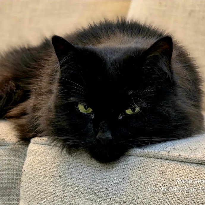 Your Cats Purr-Sonal Assistant