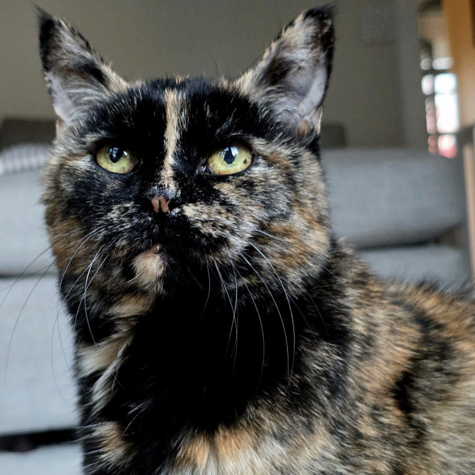 Your Cats Purr-Sonal Assistant