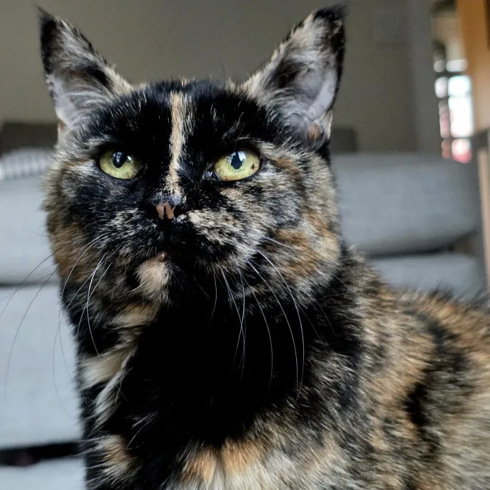 Your Cats Purr-Sonal Assistant