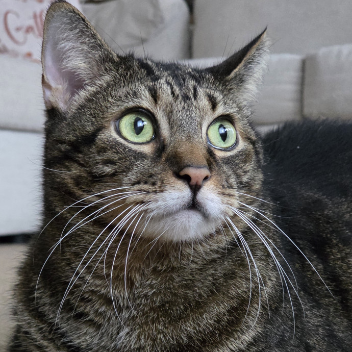 Your Cats Purr-Sonal Assistant