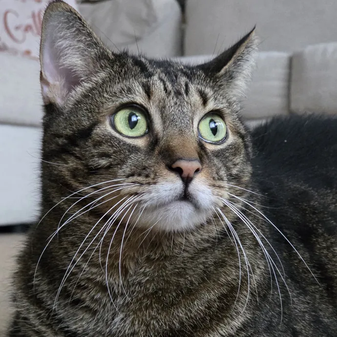 Your Cats Purr-Sonal Assistant