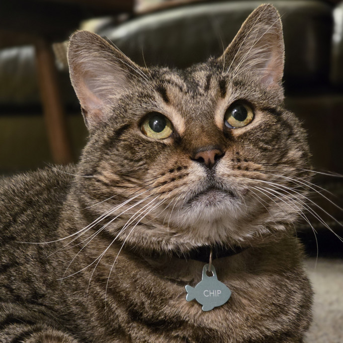 Your Cats Purr-Sonal Assistant