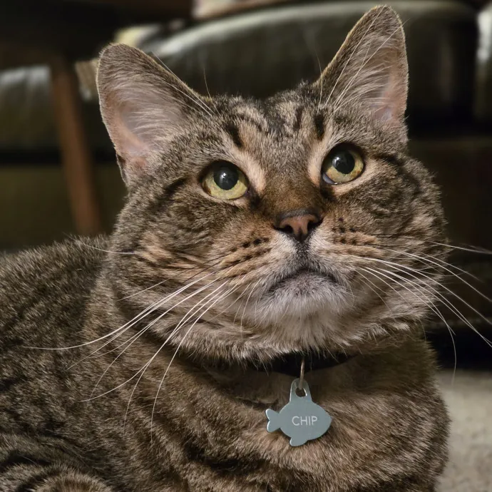Your Cats Purr-Sonal Assistant