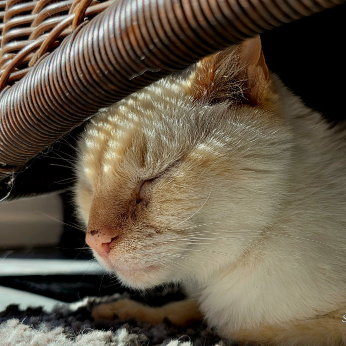Your Cats Purr-Sonal Assistant