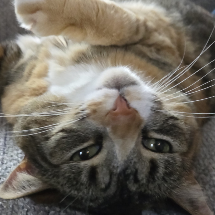 Your Cats Purr-Sonal Assistant