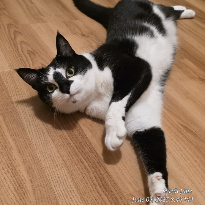 Your Cats Purr-Sonal Assistant