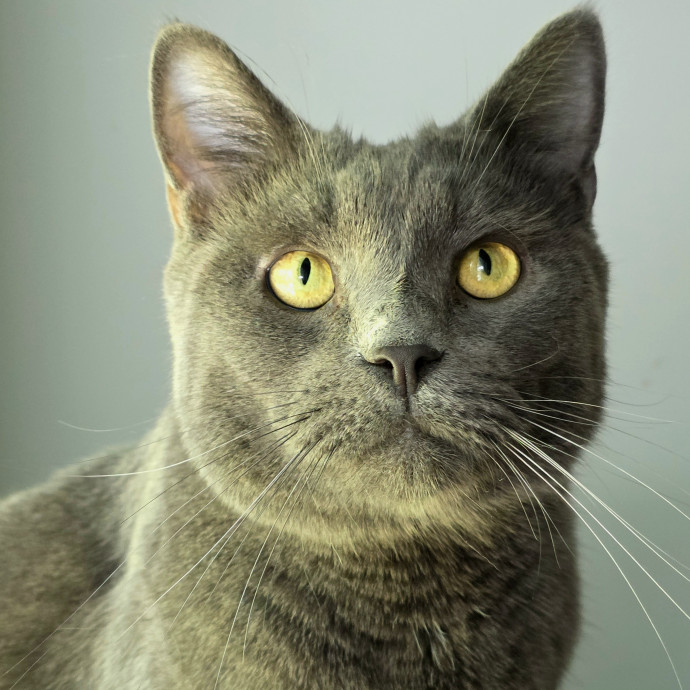 Your Cats Purr-Sonal Assistant