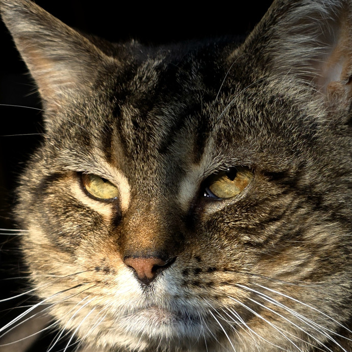Your Cats Purr-Sonal Assistant