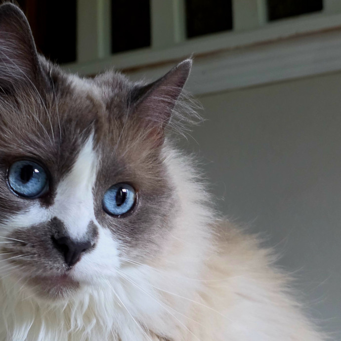 Your Cats Purr-Sonal Assistant