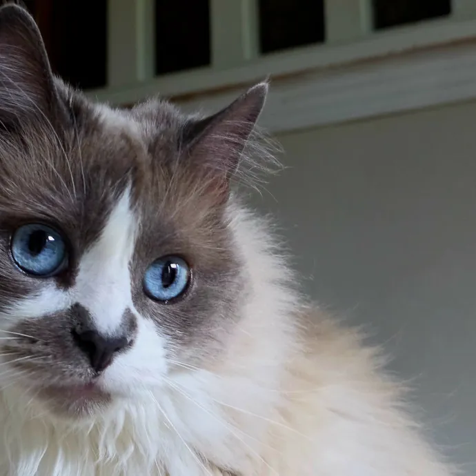 Your Cats Purr-Sonal Assistant