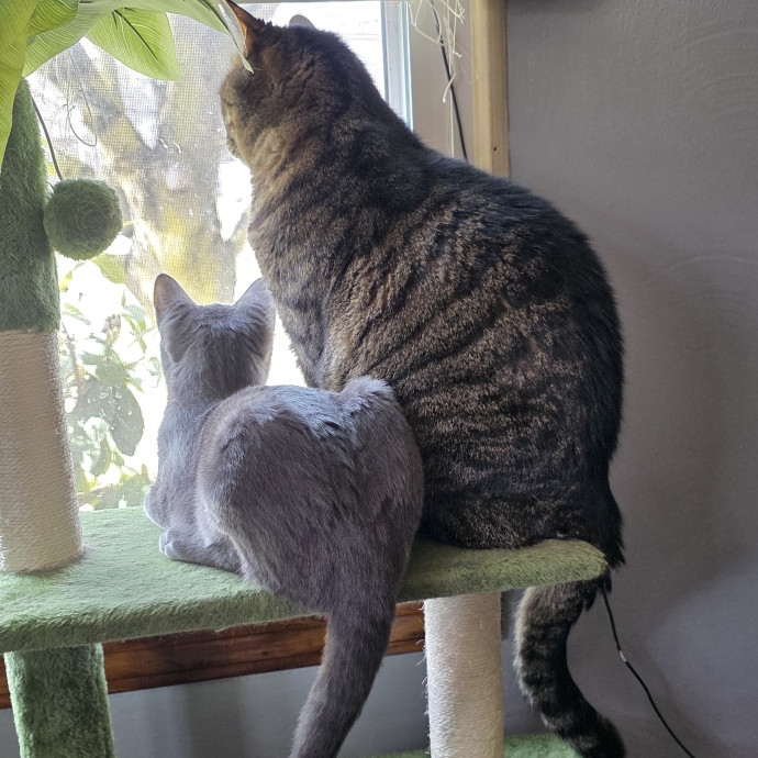 Your Cats Purr-Sonal Assistant
