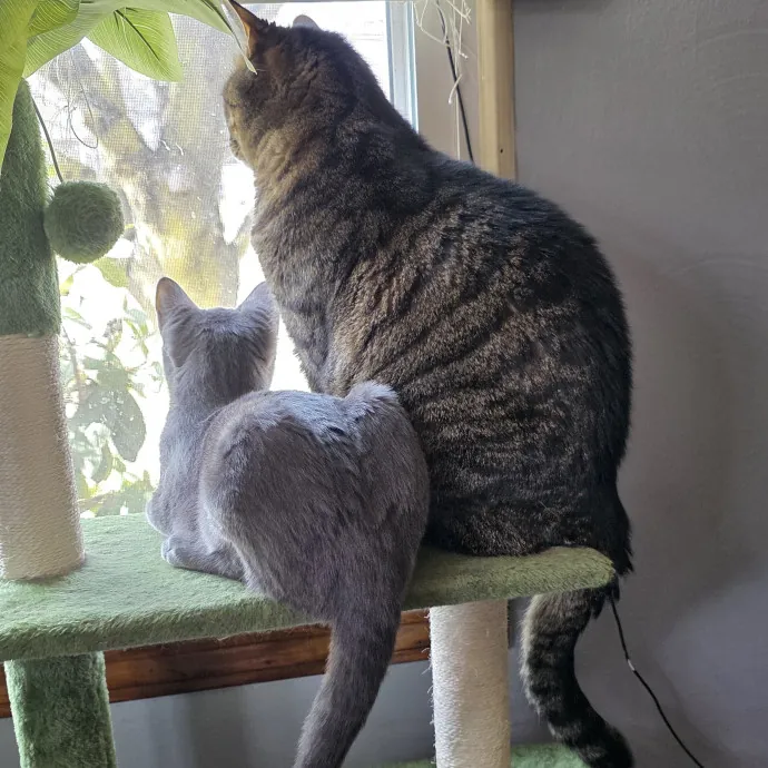 Your Cats Purr-Sonal Assistant