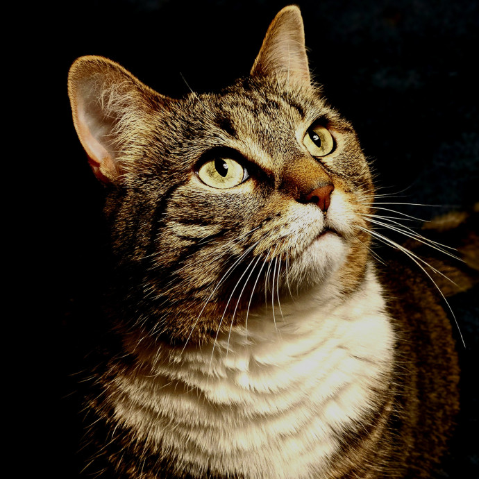 Your Cats Purr-Sonal Assistant