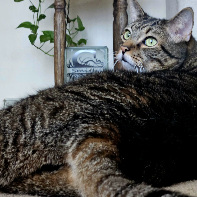 Your Cats Purr-Sonal Assistant