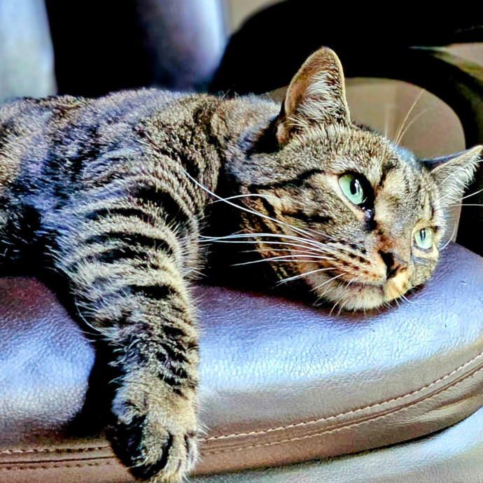 Your Cats Purr-Sonal Assistant