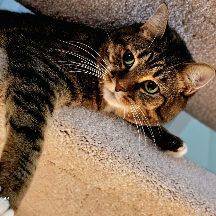 Your Cats Purr-Sonal Assistant