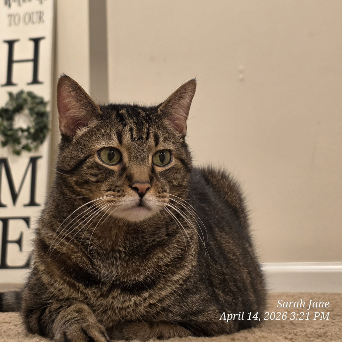 Your Cats Purr-Sonal Assistant