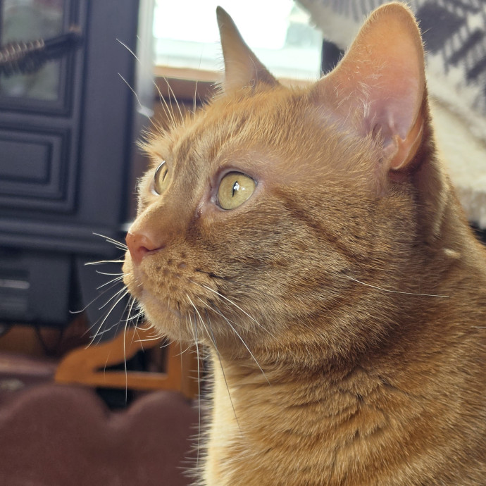 Your Cats Purr-Sonal Assistant