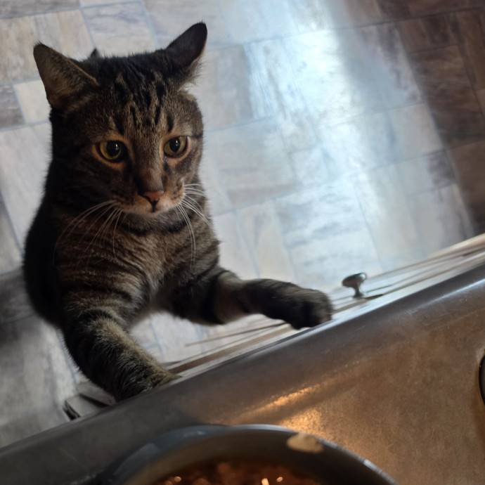 Your Cats Purr-Sonal Assistant