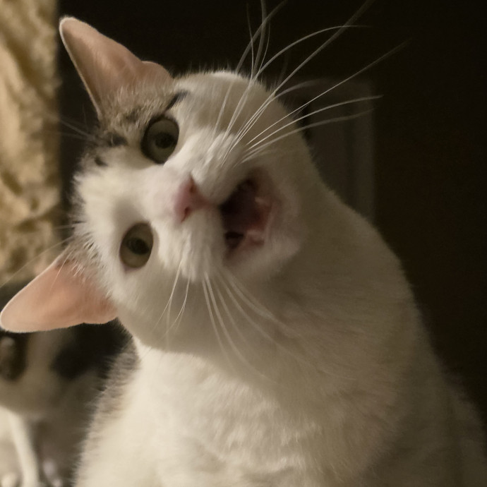Your Cats Purr-Sonal Assistant