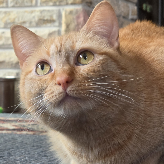 Your Cats Purr-Sonal Assistant