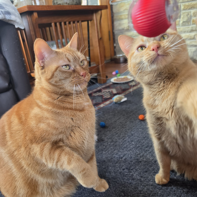 Your Cats Purr-Sonal Assistant