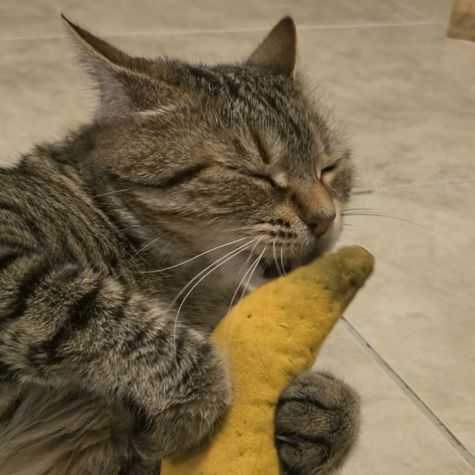 Your Cats Purr-Sonal Assistant