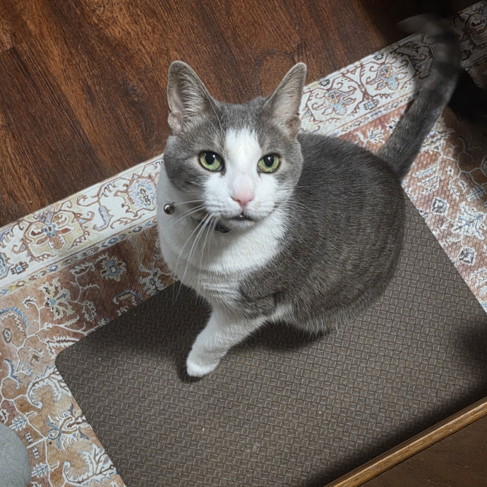 Your Cats Purr-Sonal Assistant