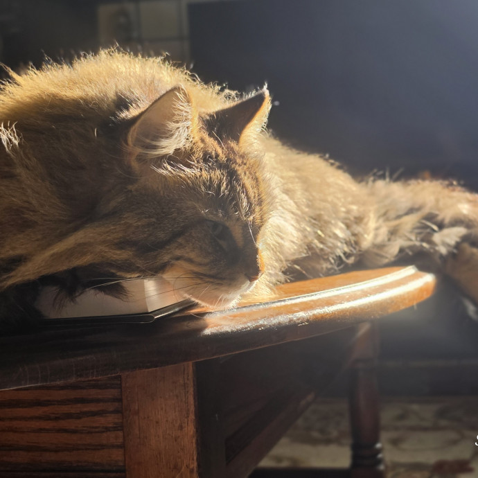Your Cats Purr-Sonal Assistant