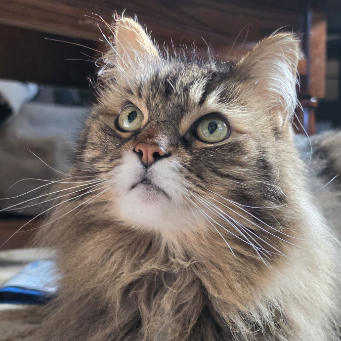 Your Cats Purr-Sonal Assistant