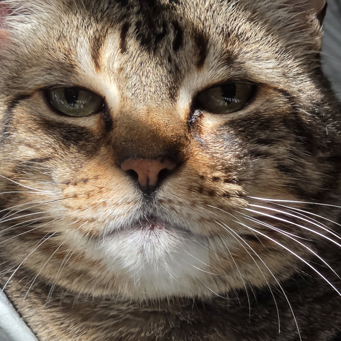 Your Cats Purr-Sonal Assistant photo 3
