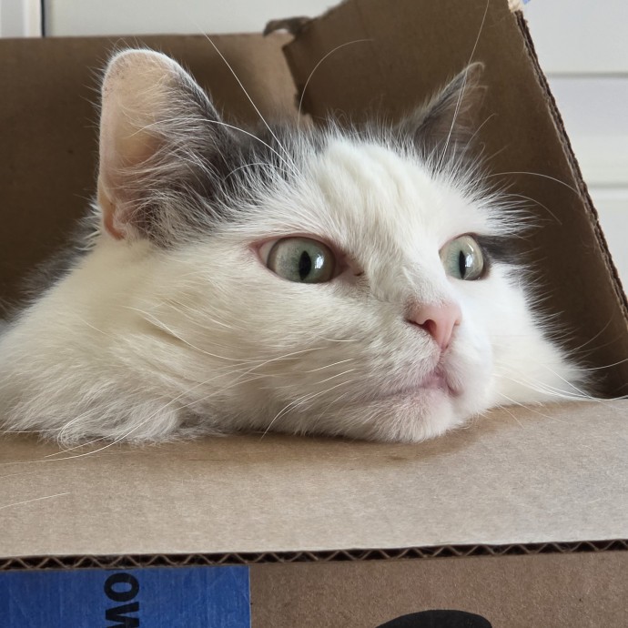 Your Cats Purr-Sonal Assistant photo 2