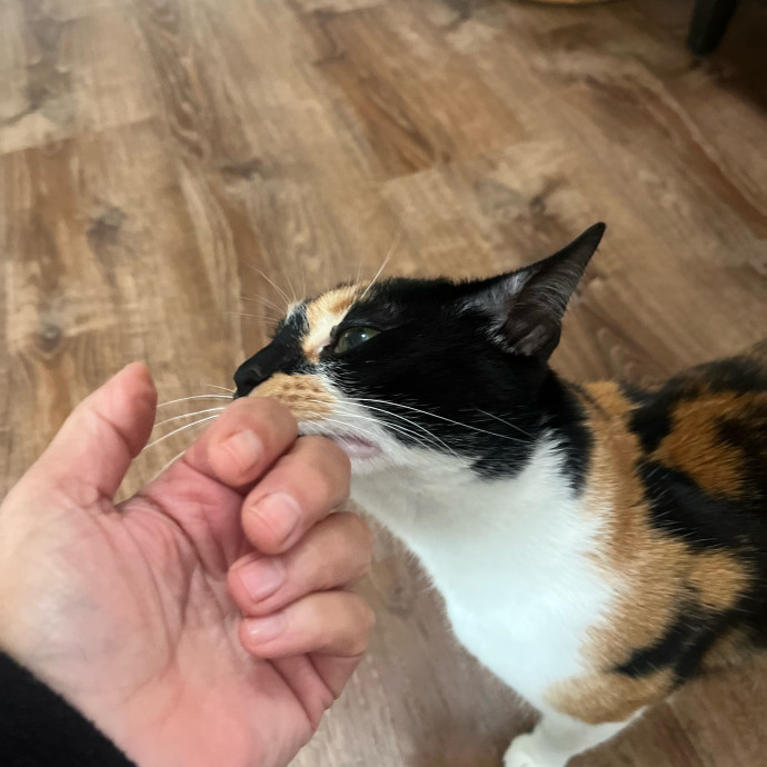 Trustworthy Cat Whisperer Available-New Client Discount Code