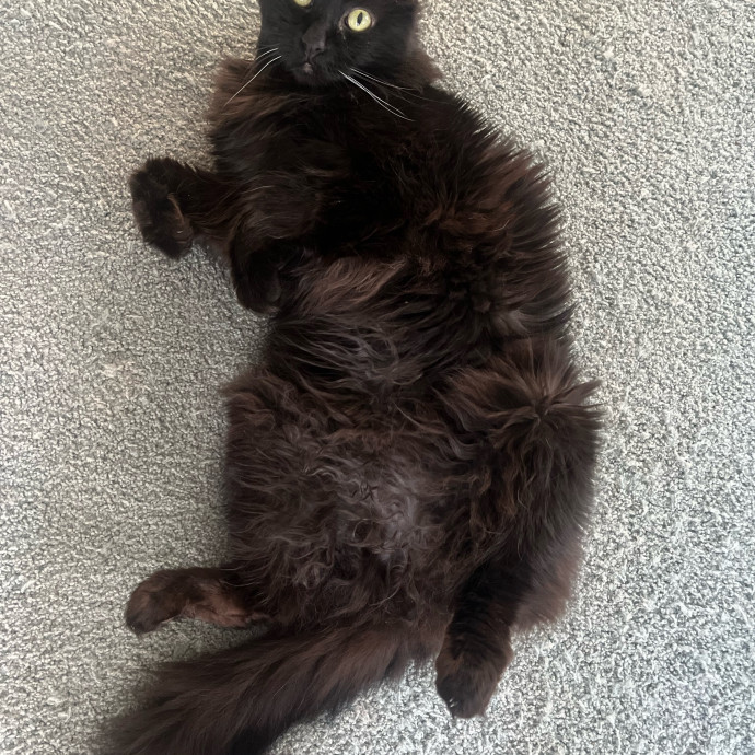 Trustworthy Cat Whisperer Available-New Client Discount Code