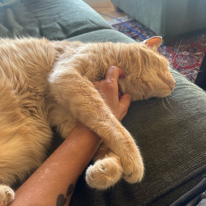 Trustworthy Cat Whisperer Available-New Client Discount Code