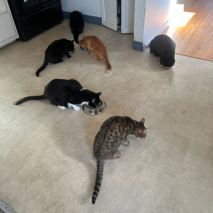 Trustworthy Cat Whisperer Available-New Client Discount Code