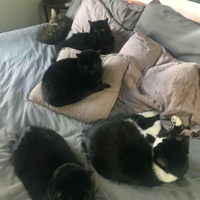 Trustworthy Cat Whisperer Available-New Client Discount Code