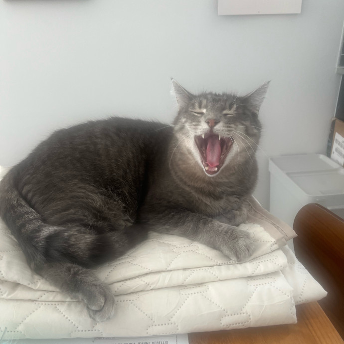 Trustworthy Cat Whisperer Available-New Client Discount Code