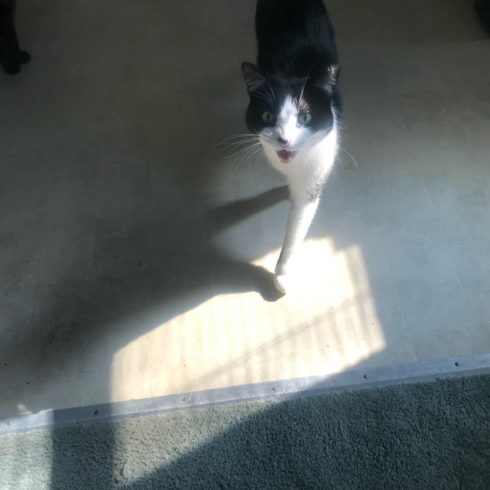 Trustworthy Cat Whisperer Available-New Client Discount Code