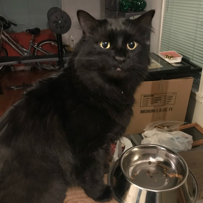 Trustworthy Cat Whisperer Available-New Client Discount Code photo 2