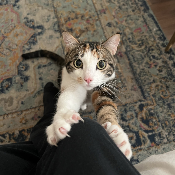 Drew's Puurrrfect Pawlace