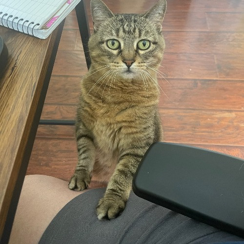 Raleigh's Calming Cat Whisperer